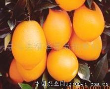 供应赣南橄榄脐橙