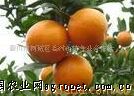 供应衢州早熟蜜橘