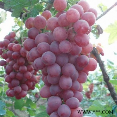 供应优质葡萄