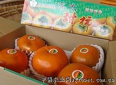 供应台湾甜柿