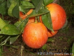 供应麻阳奇果-血橙