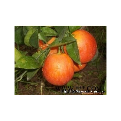 供应麻阳奇果-血橙