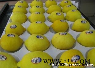供应厂家供应优质柠檬