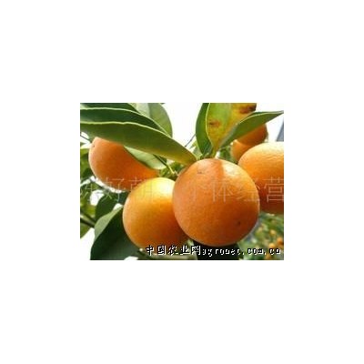 供应优质特产夏橙