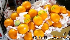 供应美国进口甜橙