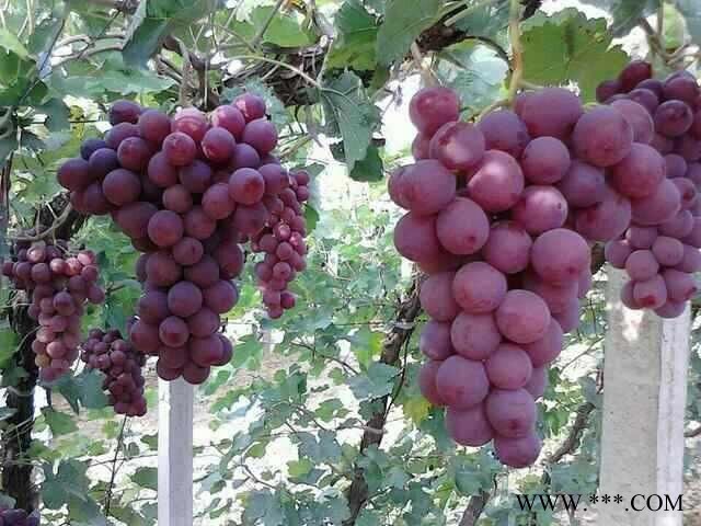 供应葡萄