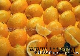 供应橙子