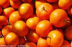 求购蜜桔、甜橙、柑橘