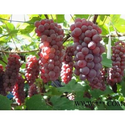 供应万村农业优质北方葡萄品种金红娃葡萄