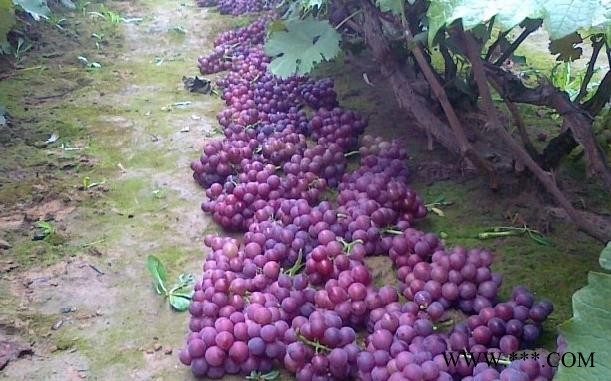供应优质巨峰葡萄