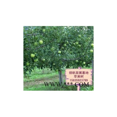 供应苹果树