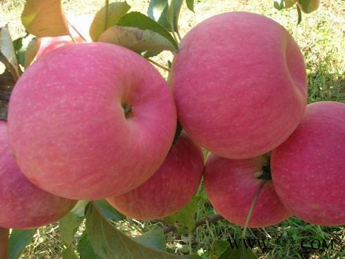 供应红富士苹果苗，短枝苹果苗，烟富56号苹果3-8公分核桃树