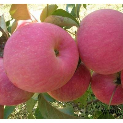 供应红富士苹果苗，短枝苹果苗，烟富56号苹果3-8公分核桃树
