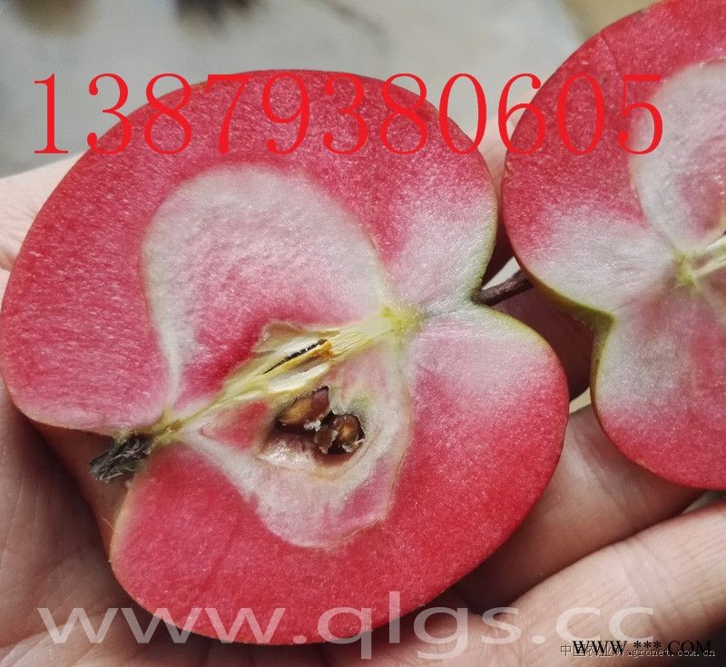 供应红肉苹果特色水果苗