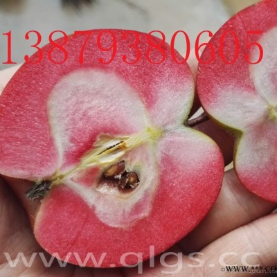 供应红肉苹果特色水果苗