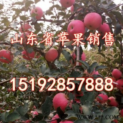 供应红富士苹果
