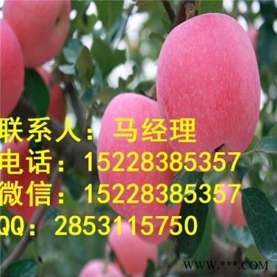 供应荆州红富士苹果苗