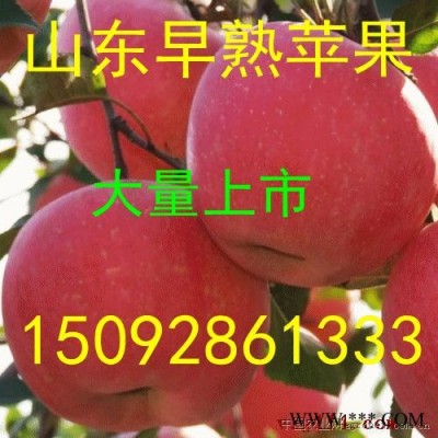 供应藤木苹果