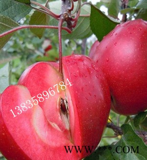 供应红肉苹果树苗 红矮樱苹果苗价格