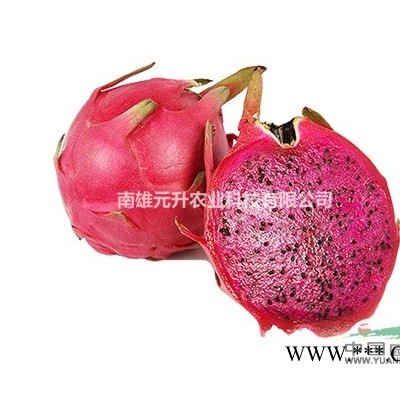 大量供应台湾*新品种大红火龙果苗