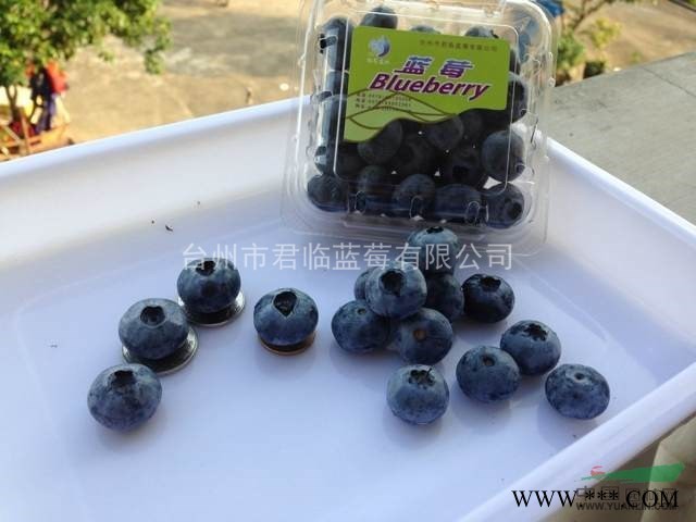 台州君临蓝莓优质蓝莓种苗