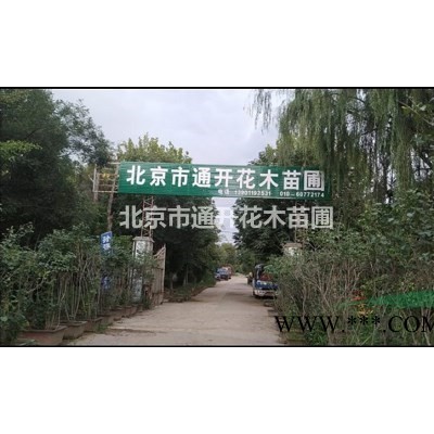 柿子树地径6-20公分山楂树地径6-25公分北京大苗圃基地