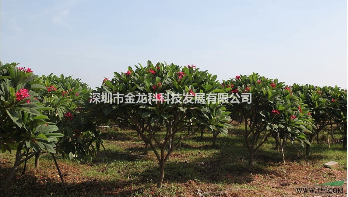 广东中山10~20CM的桃树、荔枝树、龙眼树、黄皮树、杨桃树