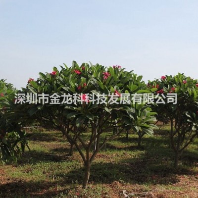广东中山10~20CM的桃树、荔枝树、龙眼树、黄皮树、杨桃树