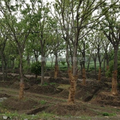 萧山苗木种植基地-供应花石榴