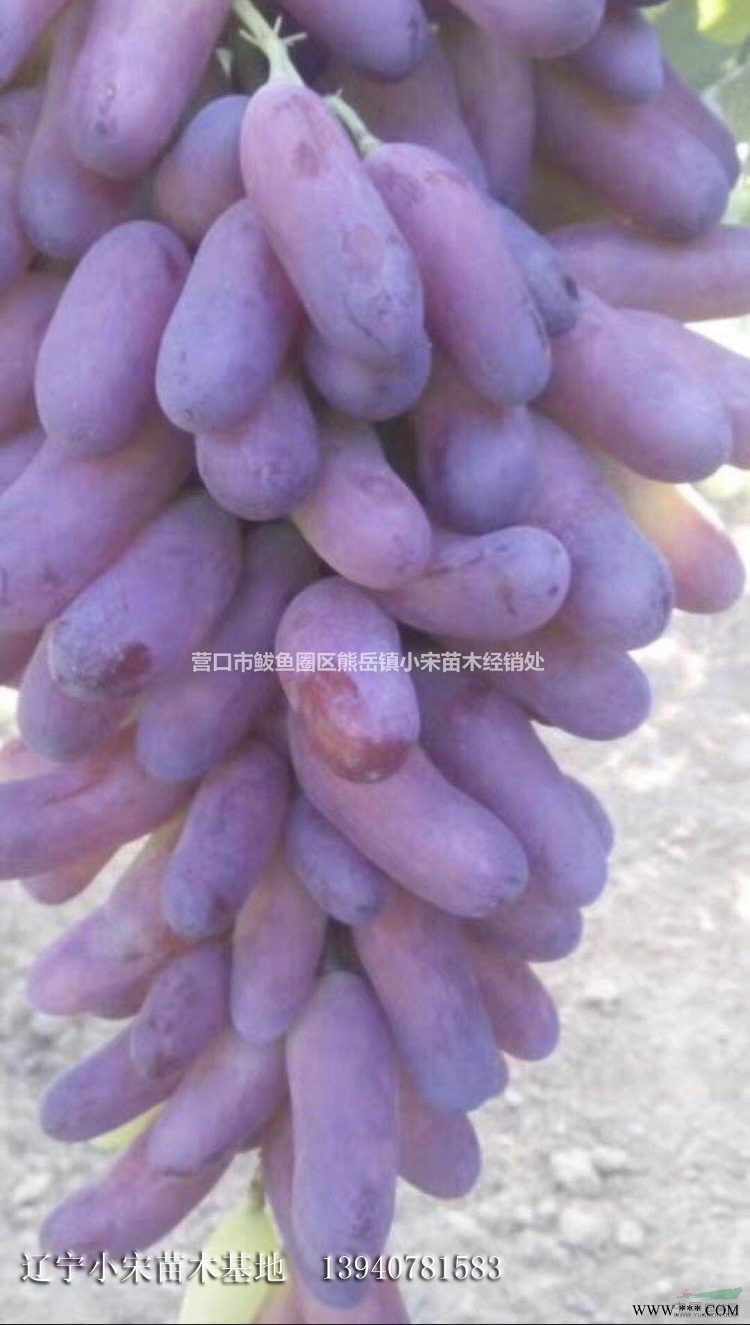 大量批发各类品种蓝莓树苗 北方种植蓝莓树苗 耐寒抗冻