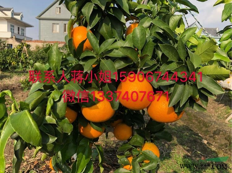 甘平柑橘苗大批量出售，自家种植，自产自销，量大从优，欢迎咨询