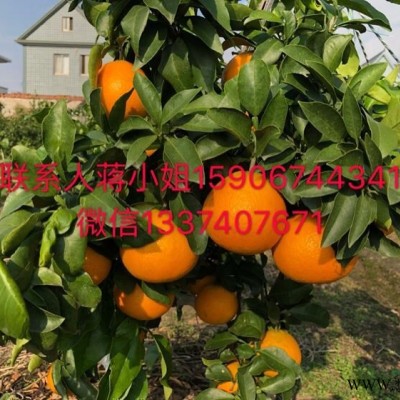 甘平柑橘苗大批量出售，自家种植，自产自销，量大从优，欢迎咨询