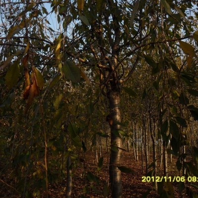 泰安柿子树，泰安10公分30公分柿子树泰安市本昌园林供应