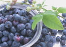 哈尔滨蓝莓苗、蓝靛果苗