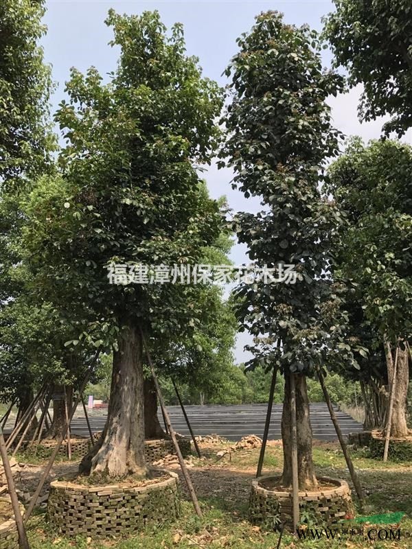 福建漳州地区供应丛生果石榴树桩