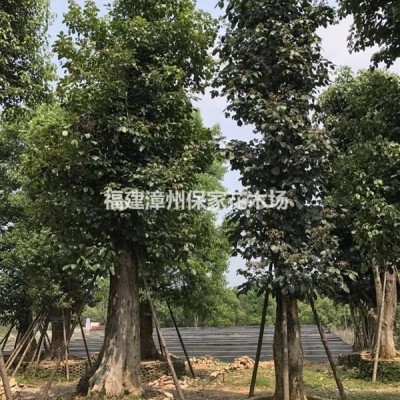福建漳州地区供应丛生果石榴树桩