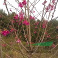 台湾山樱花，台湾山樱花价格，台湾樱花