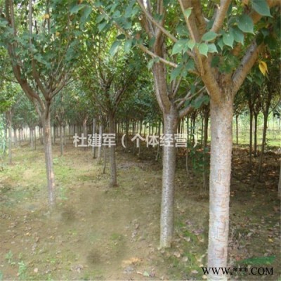 陕西铜川耀州区大量5年树龄七叶树和樱花树出售