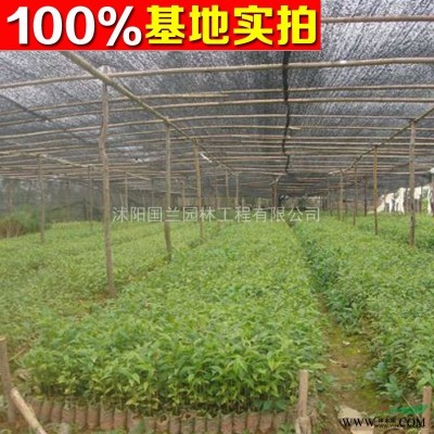 广玉兰2-15cm工程苗、广玉兰价格 广玉兰树苗价格