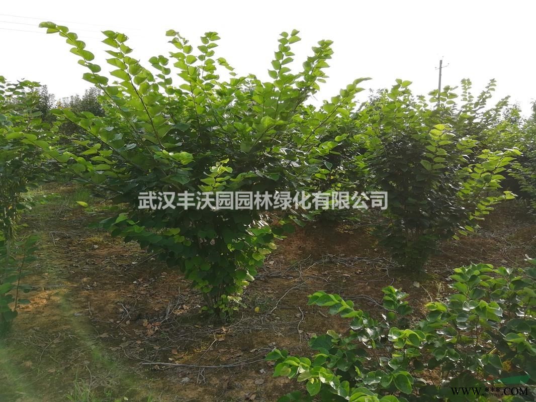 武汉丰沃园园林绿化有限公司苗圃基地提供胸径7-15cm广玉兰