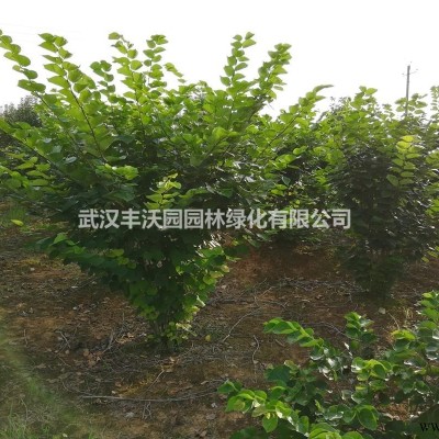 武汉丰沃园园林绿化有限公司苗圃基地提供胸径7-15cm广玉兰