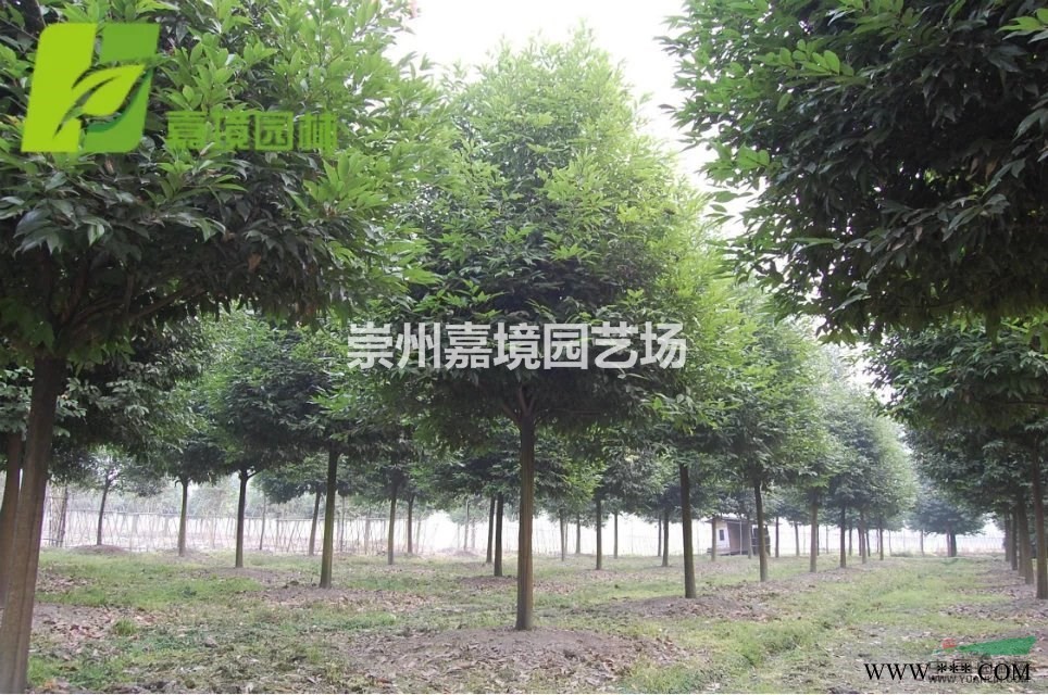 成都郫县温江崇州长期低价供应樱花等乔灌木
