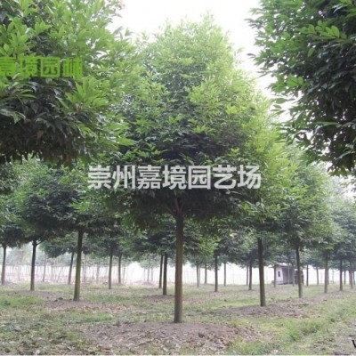 成都郫县温江崇州长期低价供应樱花等乔灌木