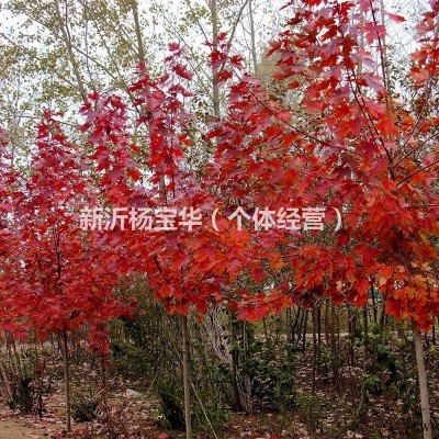 北美红栎/染井吉野樱樱花/美国红枫/大叶女贞/北美红橡树