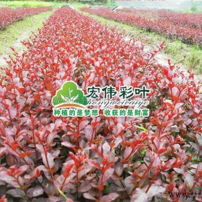 台湾牡丹樱花  大红樱花  重瓣 大量有货