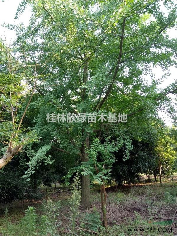 桂林欣绿苗木基地长期提供3-10公分红枫