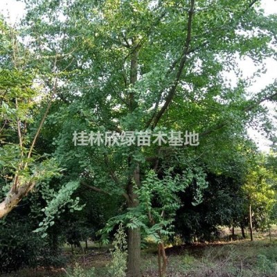 桂林欣绿苗木基地长期提供3-10公分红枫