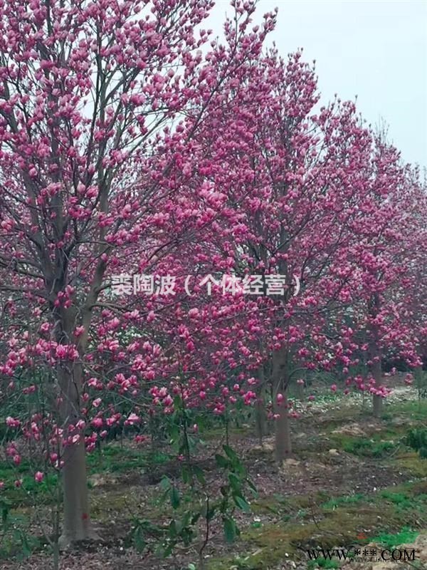 浙江地区供应美国红枫1至25公分。