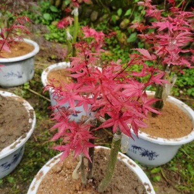 日本红枫