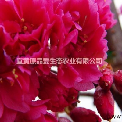 优质台湾牡丹樱花、*樱花小苗批发、